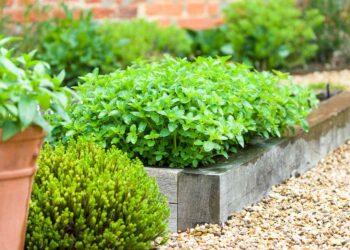 Simple Guide to Herb Garden Designs