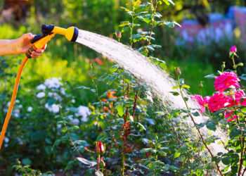 A Guide to Successful Water Gardening