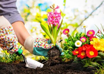 Instructions to Make an Organic Garden