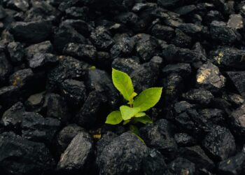 Biochar: The Eco-Friendly Solution for Sustainable Agriculture
