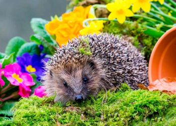Creating a Wildlife-Friendly Garden for Spring